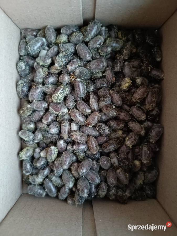 Murarka ogrodowa kokony Pozostałe Szadek