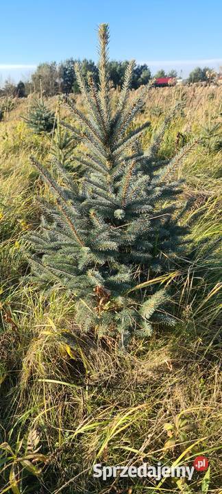 Świerk srebrny do wykopania Jełowa