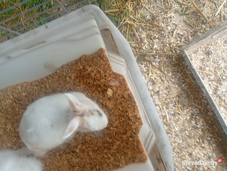 Mini króliczki karzełki i inne Wrzesiny