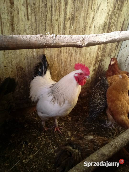 Sprzedam dwa młode kogutyspokojne Drób i ptactwo Mochnaczka Niżna