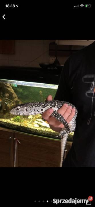 Vniloticus waran nilowy Łódź