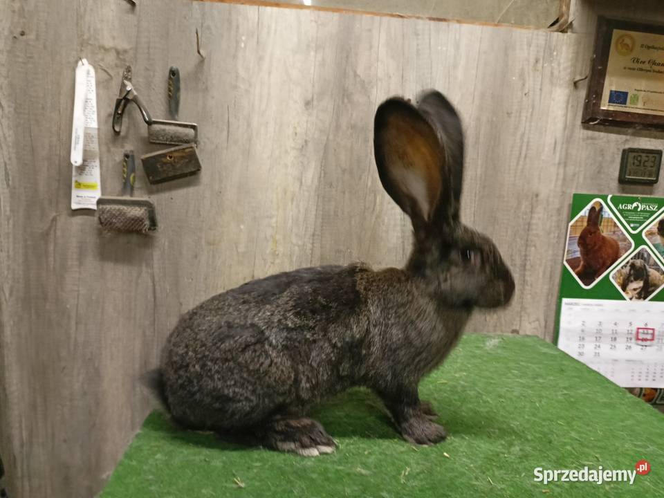 Belgijski olbrzym podkarpackie Leżajsk