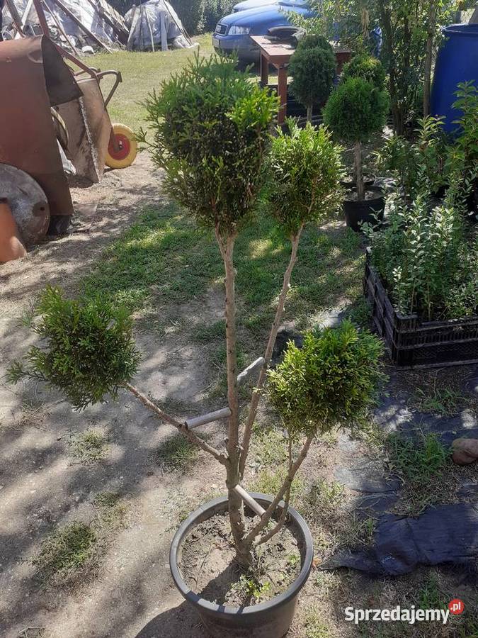 Tuja szmaragd formowana w kule Mostki
