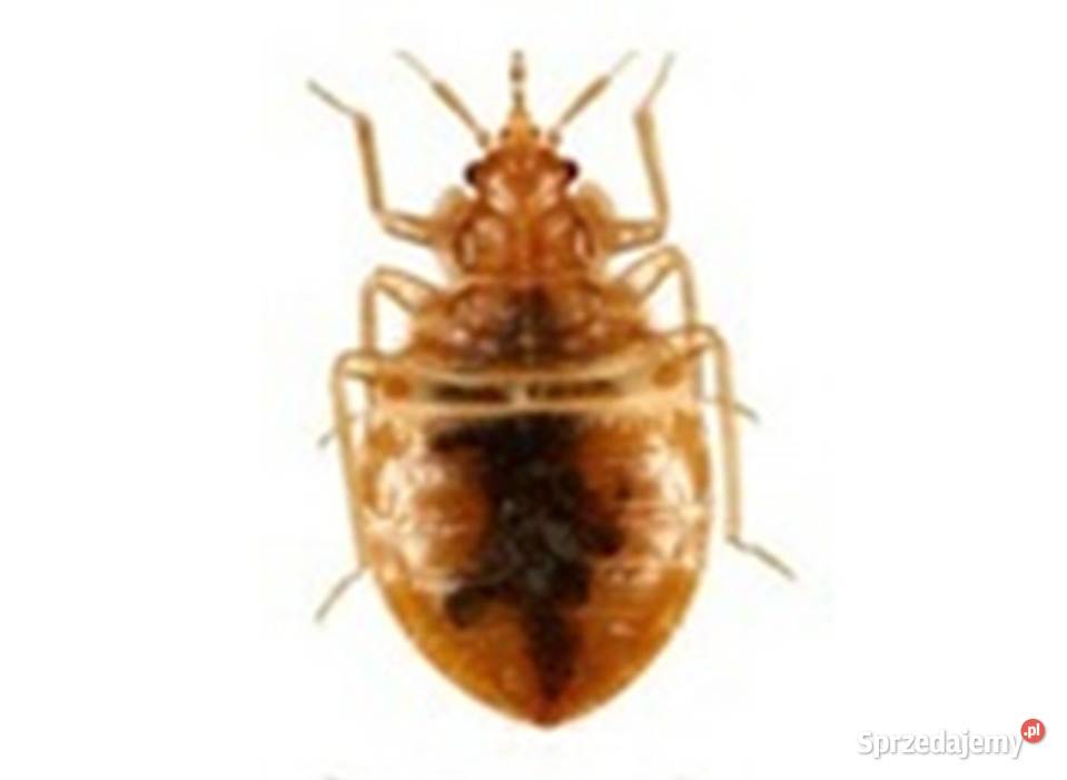 Odpluskwianie mieszkań Wrocław Opryski i