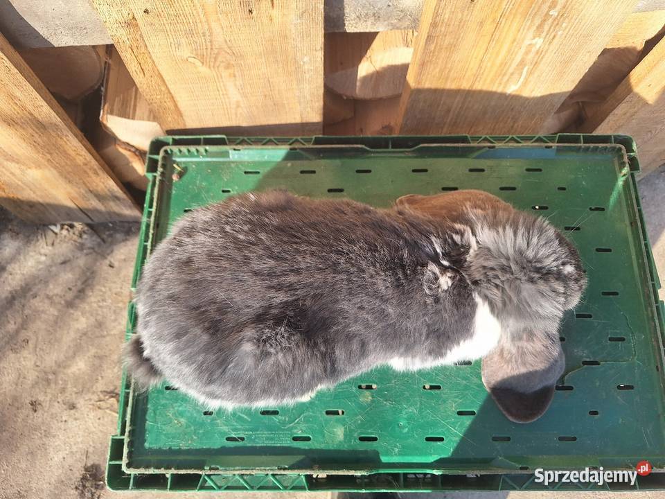 Sprzedam samice Skłoby