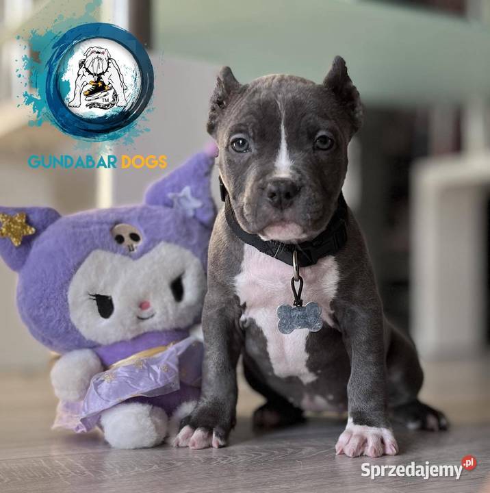 American Bully ABKC suczka