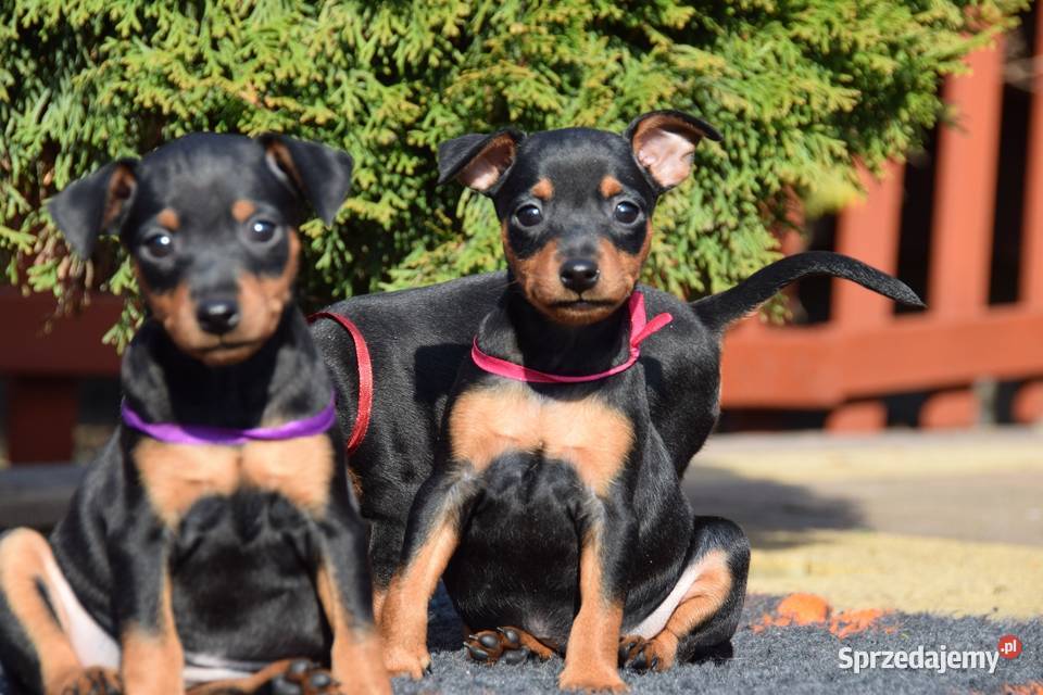 Szczenięta Pinczer Miniaturowy ZKWP fci