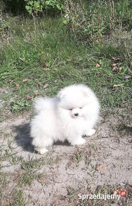 Szpic miniaturowy Pomeranian chlopak Pabianice sprzedam