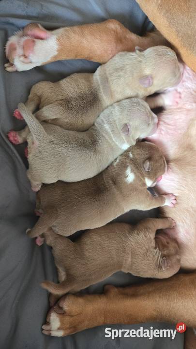 American Bully Pocket Gdańsk