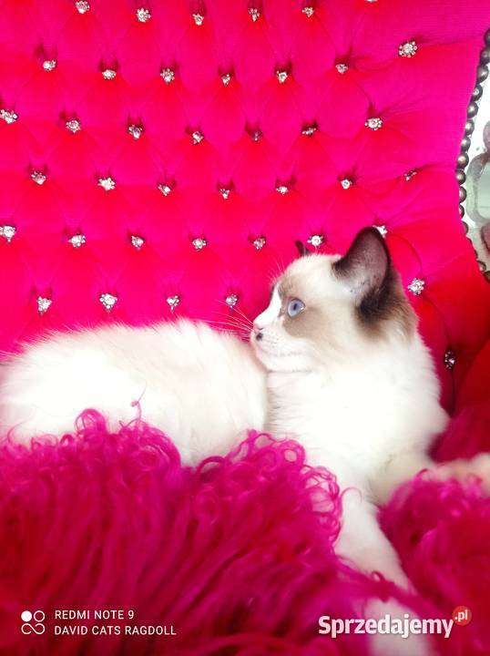 Ragdoll Kotka Seal bicolor FIFE FPL Ragdoll Wschowa