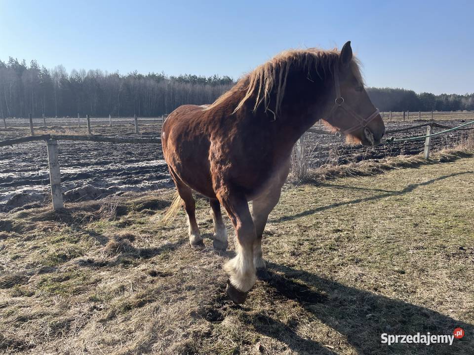 Sprzedam kobyle sokolska zimnokrwista Gózd Lipiński