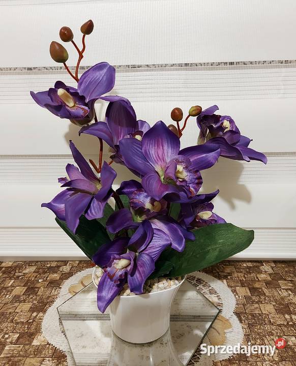 Storczyki Promocja Koszalin