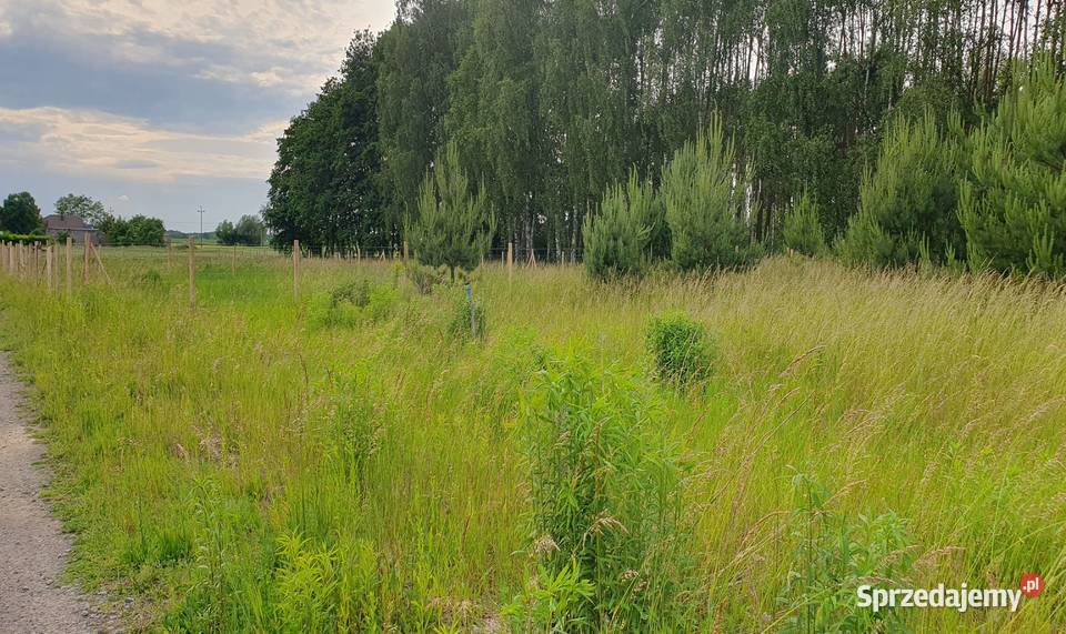 Działka lesie 695m2 173zł/m2 wielkopolskie Siedlec
