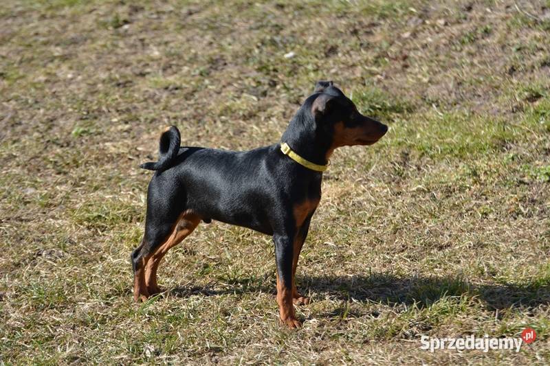 Pinczer miniaturowy piesek przebadany paszport Chełm sprzedam