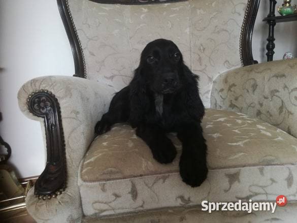 Cocker Spaniel Angielski suczka 5 lat szuka Radomsko