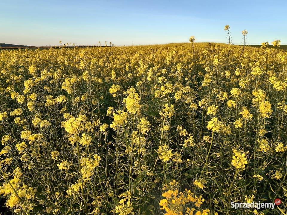Gorczyca świętokrzyskie Staniowice