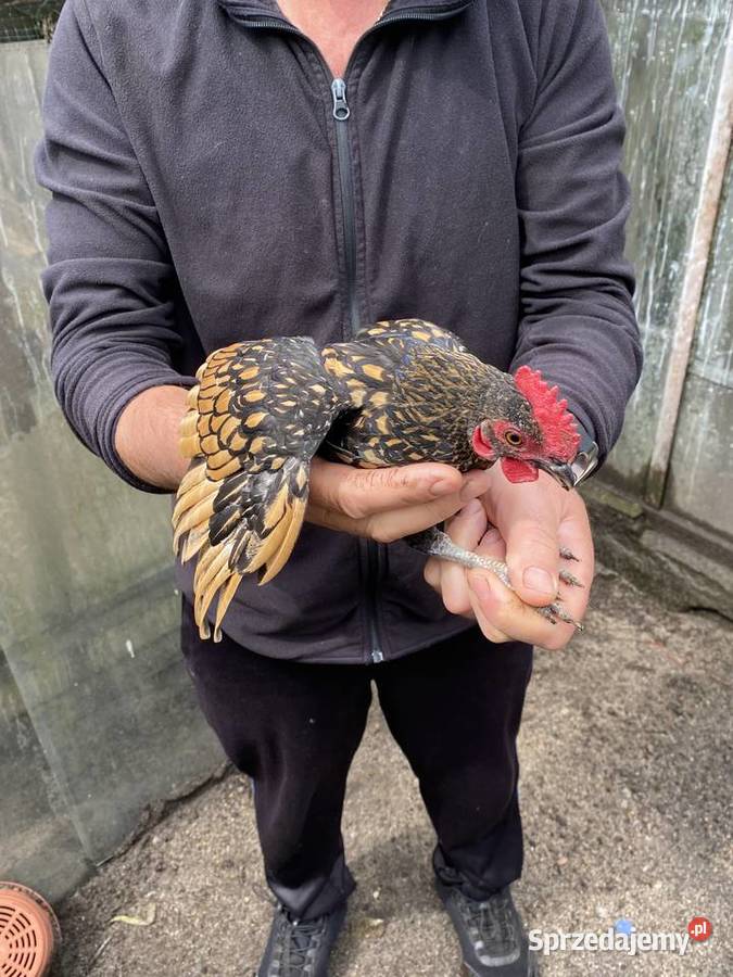 Trzy miesieczne koguty sebrytki Białogard