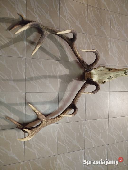 Poroże Wieniec Jelenia Augustów