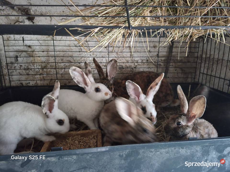 Króliki rex trójbarwny podkarpackie Dylągowa sprzedam