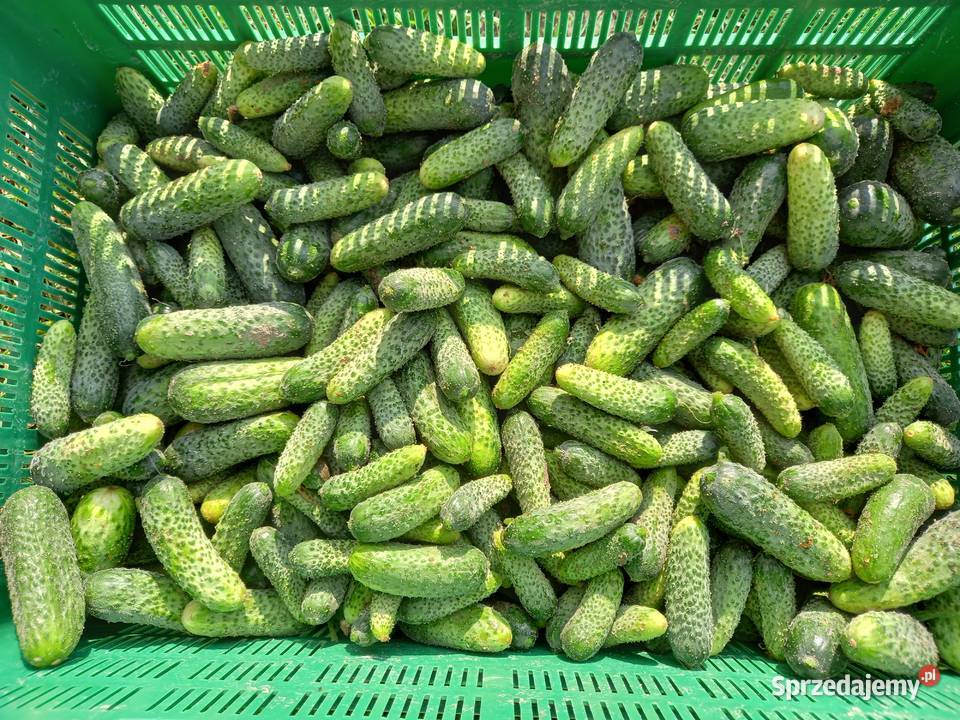 Sprzedam ogórek gruntowy ekologiczny Warzywa Zamość