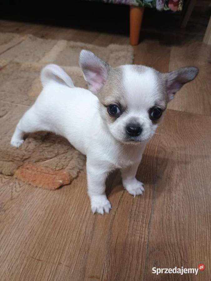 Chihuahua słodki piesek