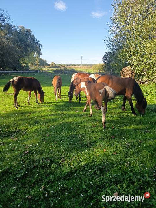Sprzedam młode chucuły Wygoda sprzedam