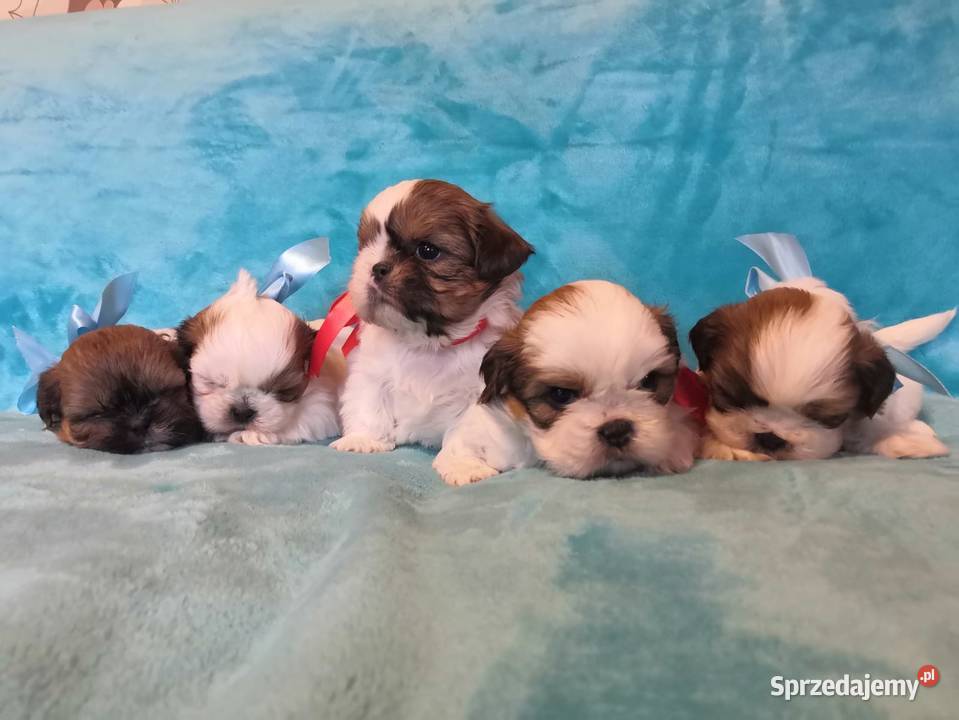 Shih tzu Dusocin