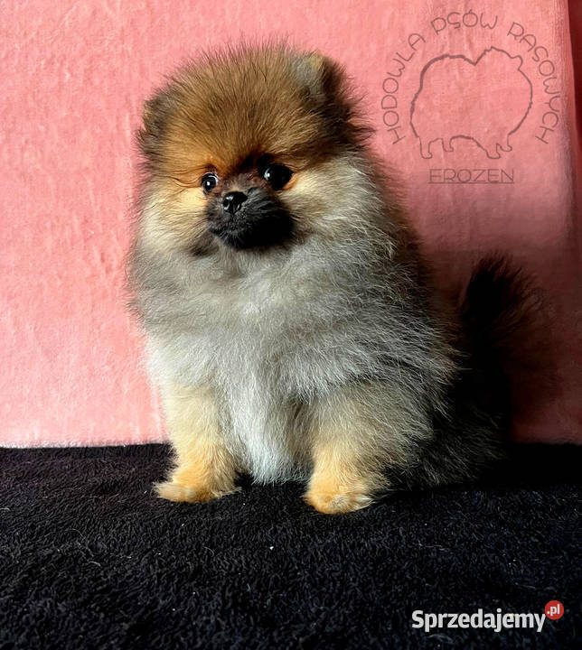Szpic miniaturowy Pomeranian suczka ORANGE SABLE Łódź