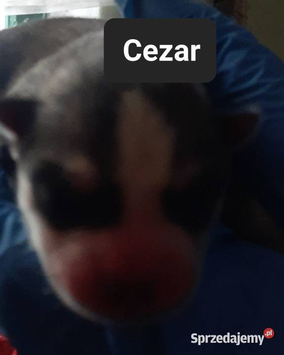 Szczeniaki syberiany husky pomorskie