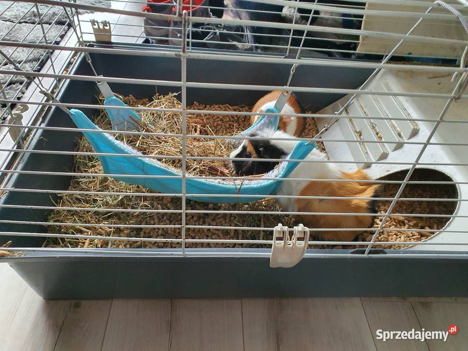 Świnka morska Kraków