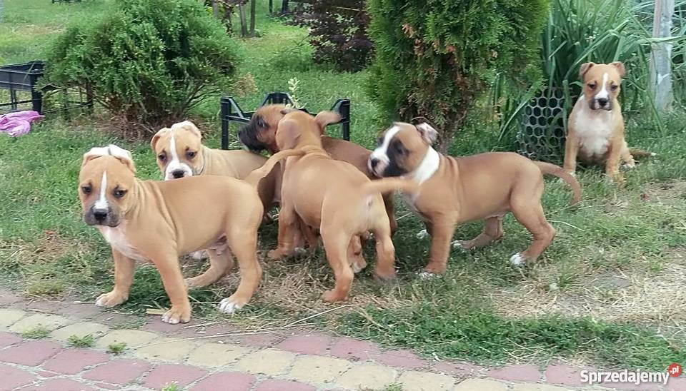 American Staffordshire Terrier szczeniaki mazowieckie Radom