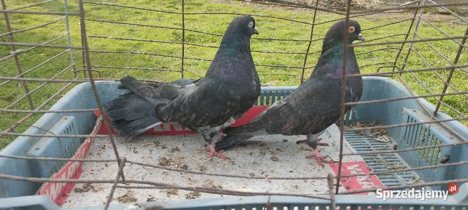 Gołębie mikolajewskie Tokarówka sprzedam