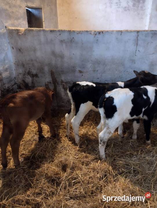 Sprzedam cielaki Parczew