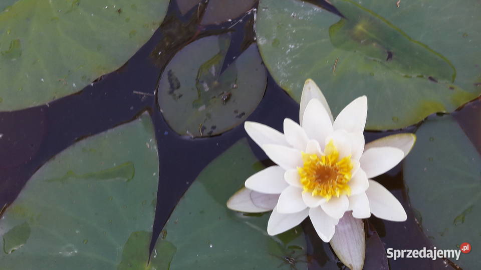 Lilia Nenufar Sarzyna sprzedam