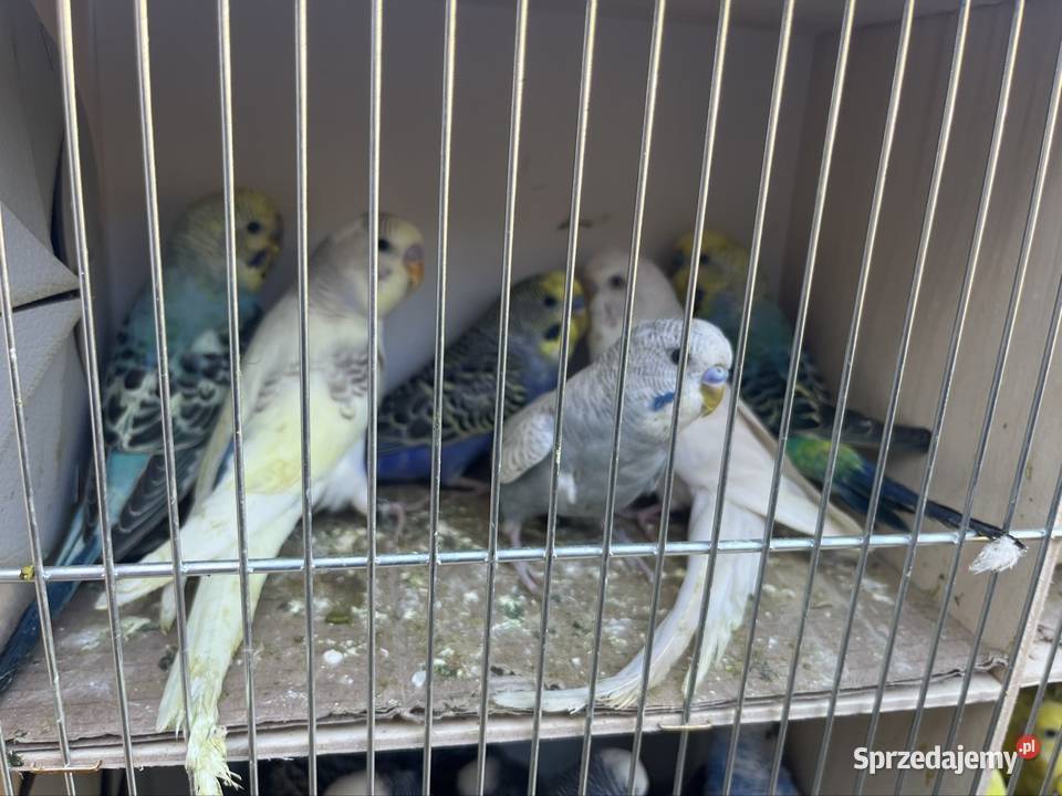 Papugi faliste dolnośląskie Zachowice