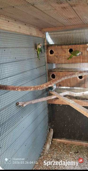 Mnichy śląskie Pawonków