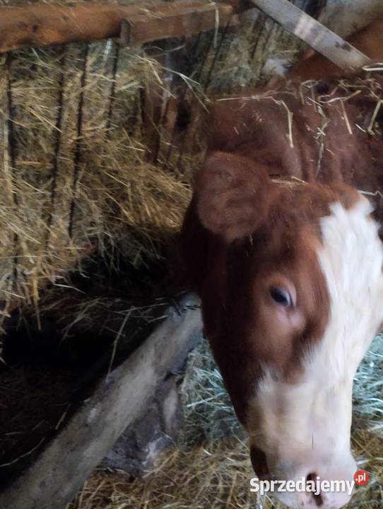 Jałówka roczna Nowy Sącz