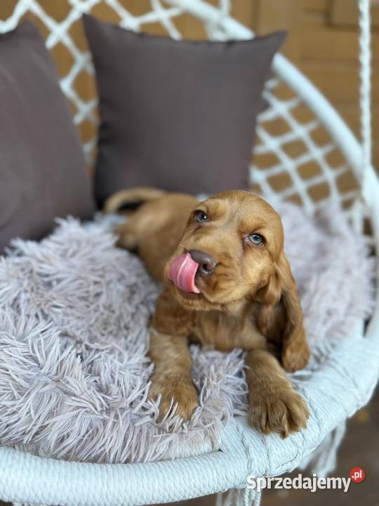 Wyjątkowy Piesek Cocker Spaniel Angielski złoty