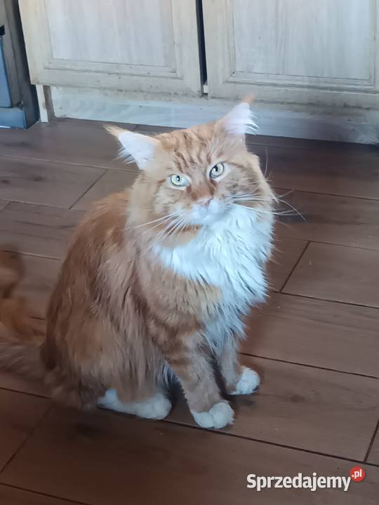 Kocu rasy Maine coon z rodowodem ostatni wolny Prawęcin