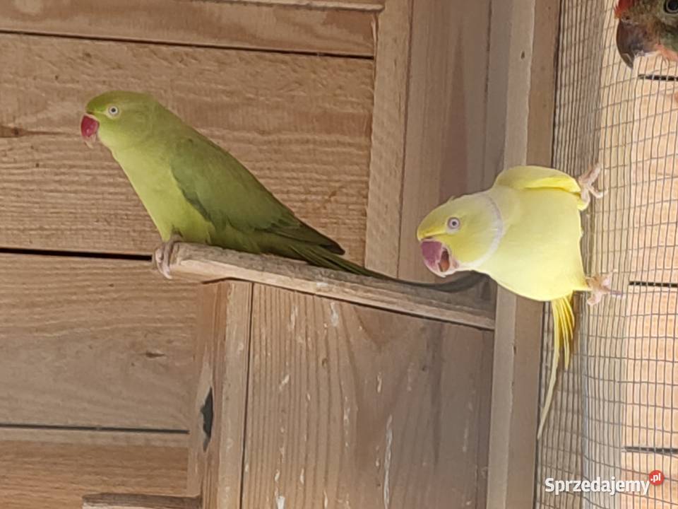 Likwidacja amatorska hodowlę papug 10 par pomorskie Darzlubie