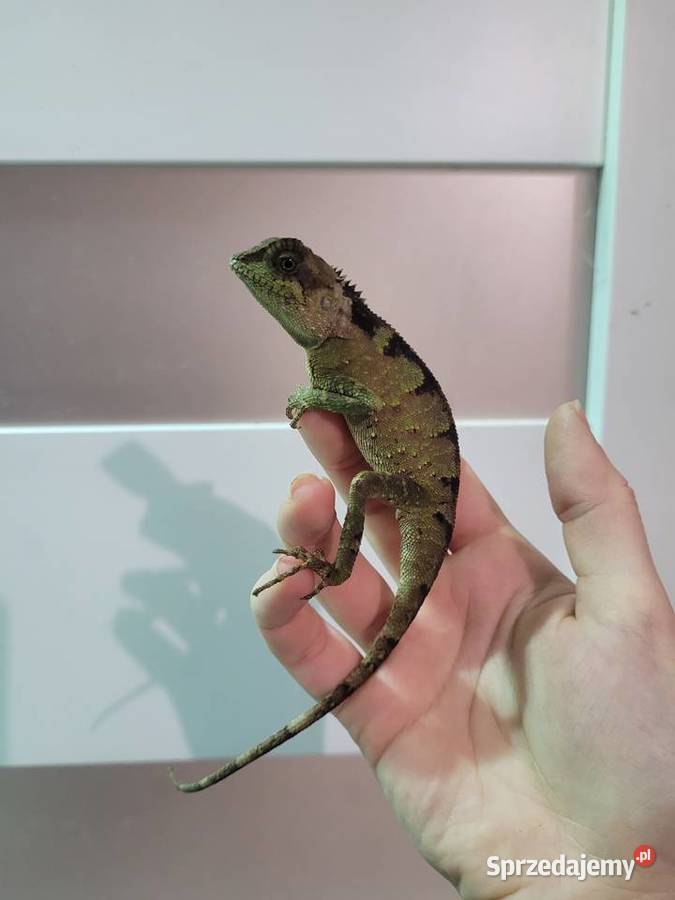 Agama Górska Gady i płazy Oława