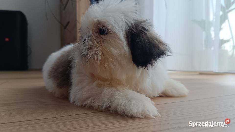 Szczeniaki shih tzu Tarnów