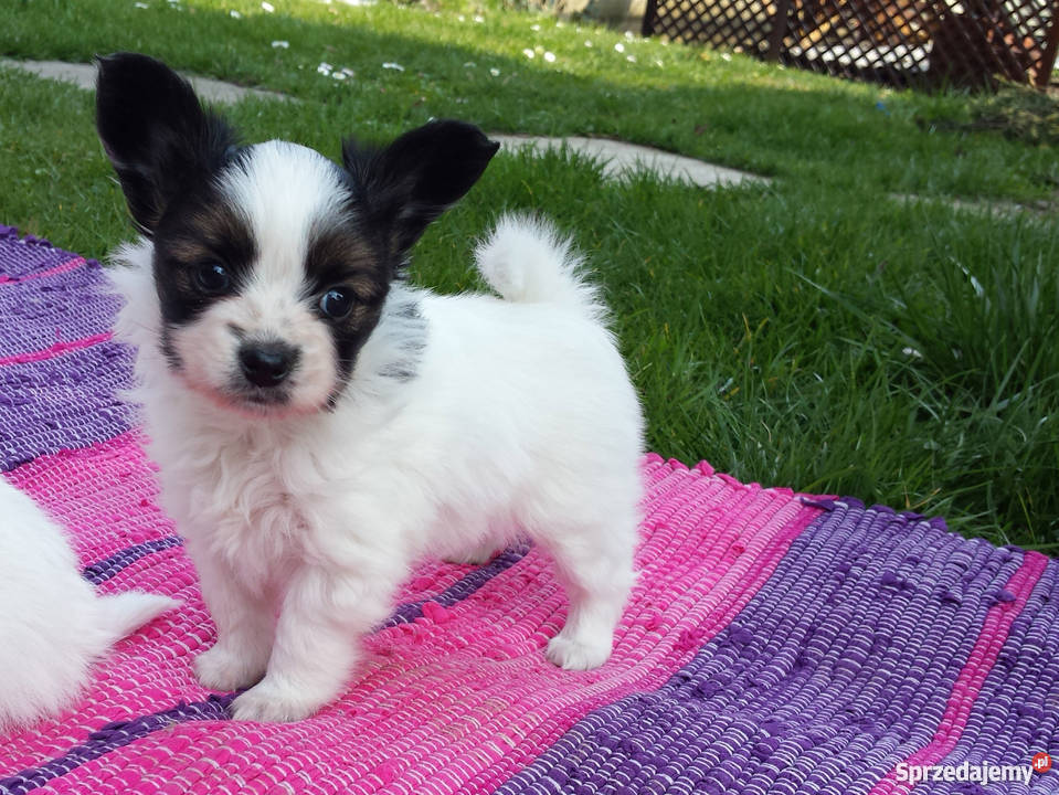 Papilonpiękne szczenięta z rodowodemPapillon Psy Zwierzęta sprzedam