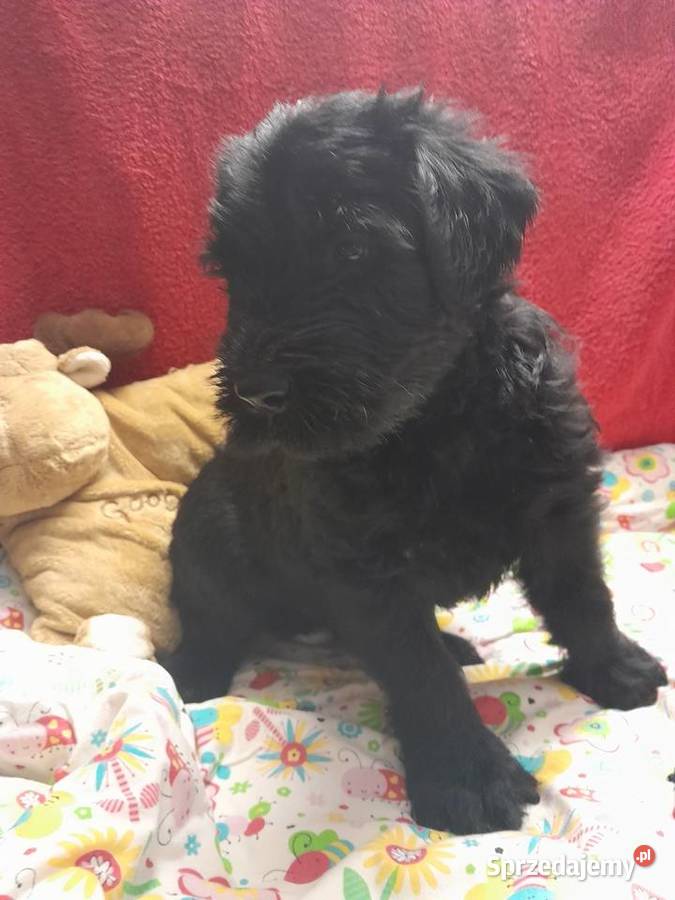 Sznaucer olbrzym szczenięta FCI mazowieckie Rozniszew