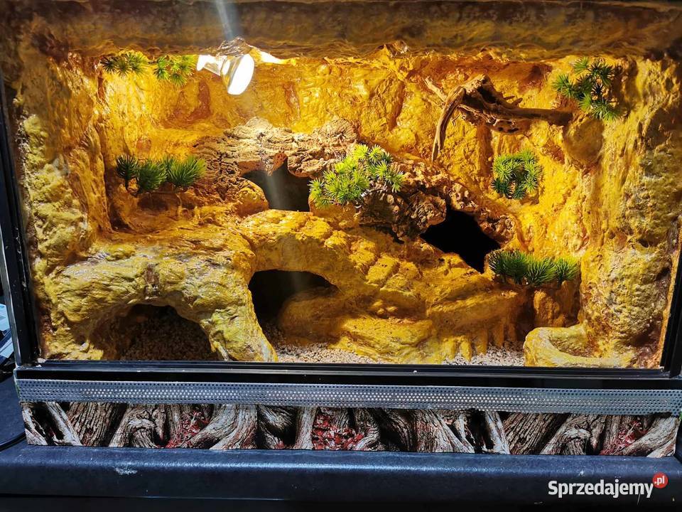 Terrarium 60x40x40 Ostrów Wielkopolski