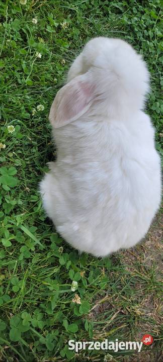 Karzełek Mini Lop okazja Turek