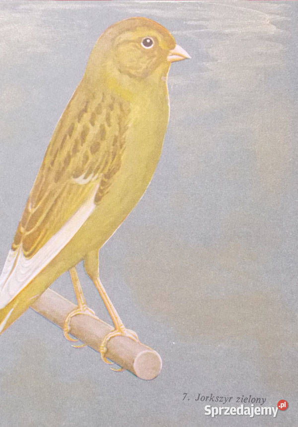 plakat vintage kanarek plakat vintage obraz ptak Gdańsk sprzedam