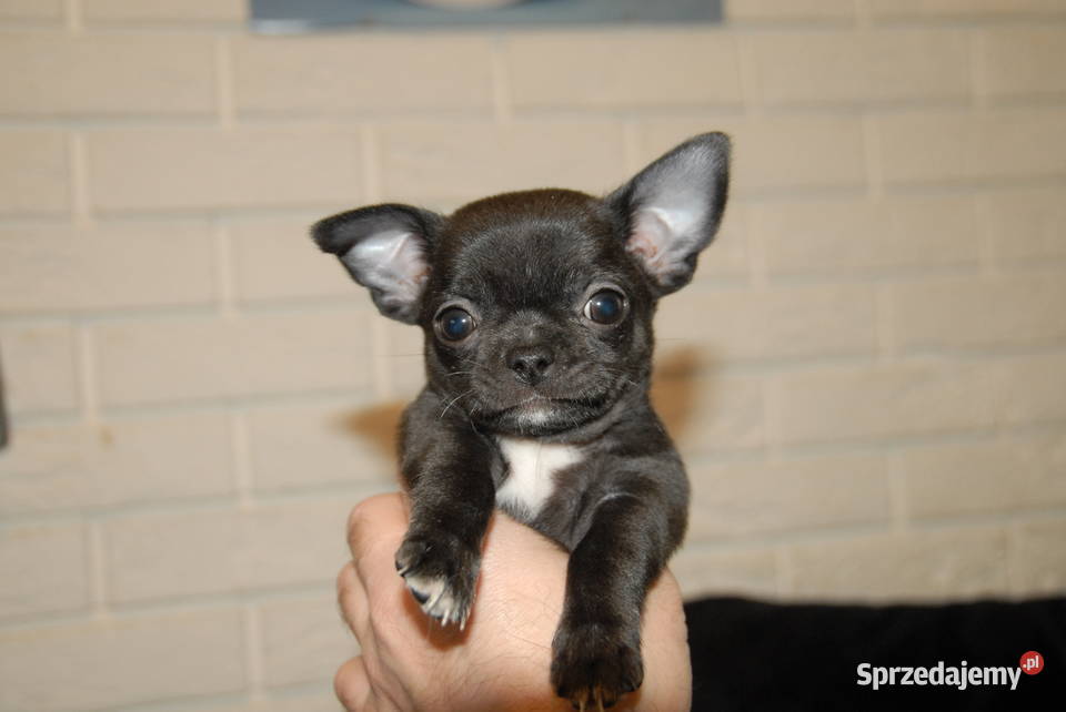 Chihuahua szczeniak Raczyce