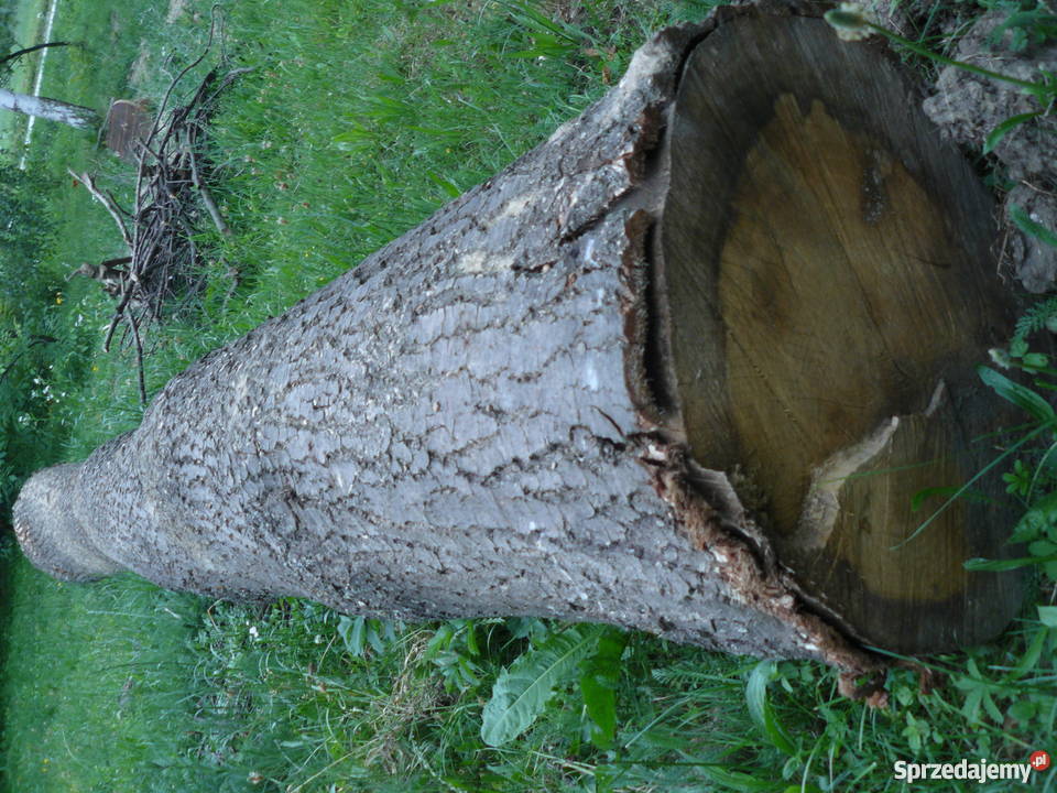 Sprzedam dęba w klocu Rozbórz Okrągły