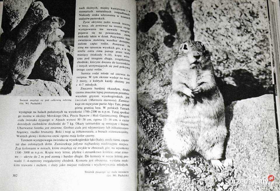 Ssaki Włodzimierz Serafiński Ewa twarda Pozostałe Chełm